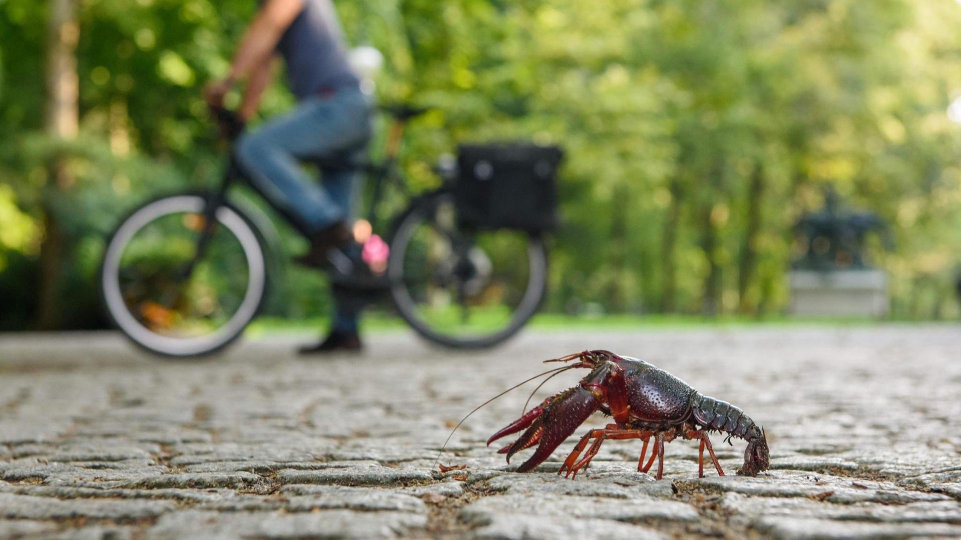 Ein Fahrradfahrer beobachtet im Tiergarten in Berlin einen roten amerikanischen Sumpfkrebs (Procambarus clarkii) auf einem Weg. Ein Fahrradfahrer beobachtet im Tiergarten in Berlin einen roten amerikanischen Sumpfkrebs (Procambarus clarkii) auf einem Weg.