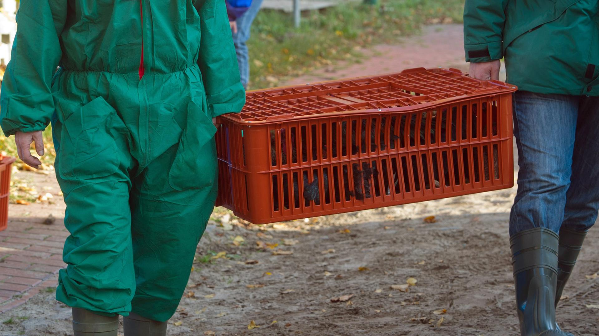 Nach dem Ausbruch der Geflügelpest in einem Mastputenbetrieb in Heinrichswalde im Kreis Vorpommern-Greifswald (Mecklenburg-Vorpommern) werden am 07.11.2014 in einem Sperrbezirk von drei Kilometern um das Dorf rund 1000 Hühner, Enten und Gänse von Privathaltern getötet. Hier wird noch lebendes Geflügel in Kisten verladen. In dem Bestand des Mastputenbetrieb in Heinrichswalde war erstmals in Europa ein hochpathogenes Influenzavirus vom Subtyp H5N8 festgestellt worden. Nach dem Ausbruch der Geflügelpest in einem Mastputenbetrieb in Heinrichswalde im Kreis Vorpommern-Greifswald (Mecklenburg-Vorpommern) werden am 07.11.2014 in einem Sperrbezirk von drei Kilometern um das Dorf rund 1000 Hühner, Enten und Gänse von Privathaltern getötet. Hier wird noch lebendes Geflügel in Kisten verladen. In dem Bestand des Mastputenbetrieb in Heinrichswalde war erstmals in Europa ein hochpathogenes Influenzavirus vom Subtyp H5N8 festgestellt worden.