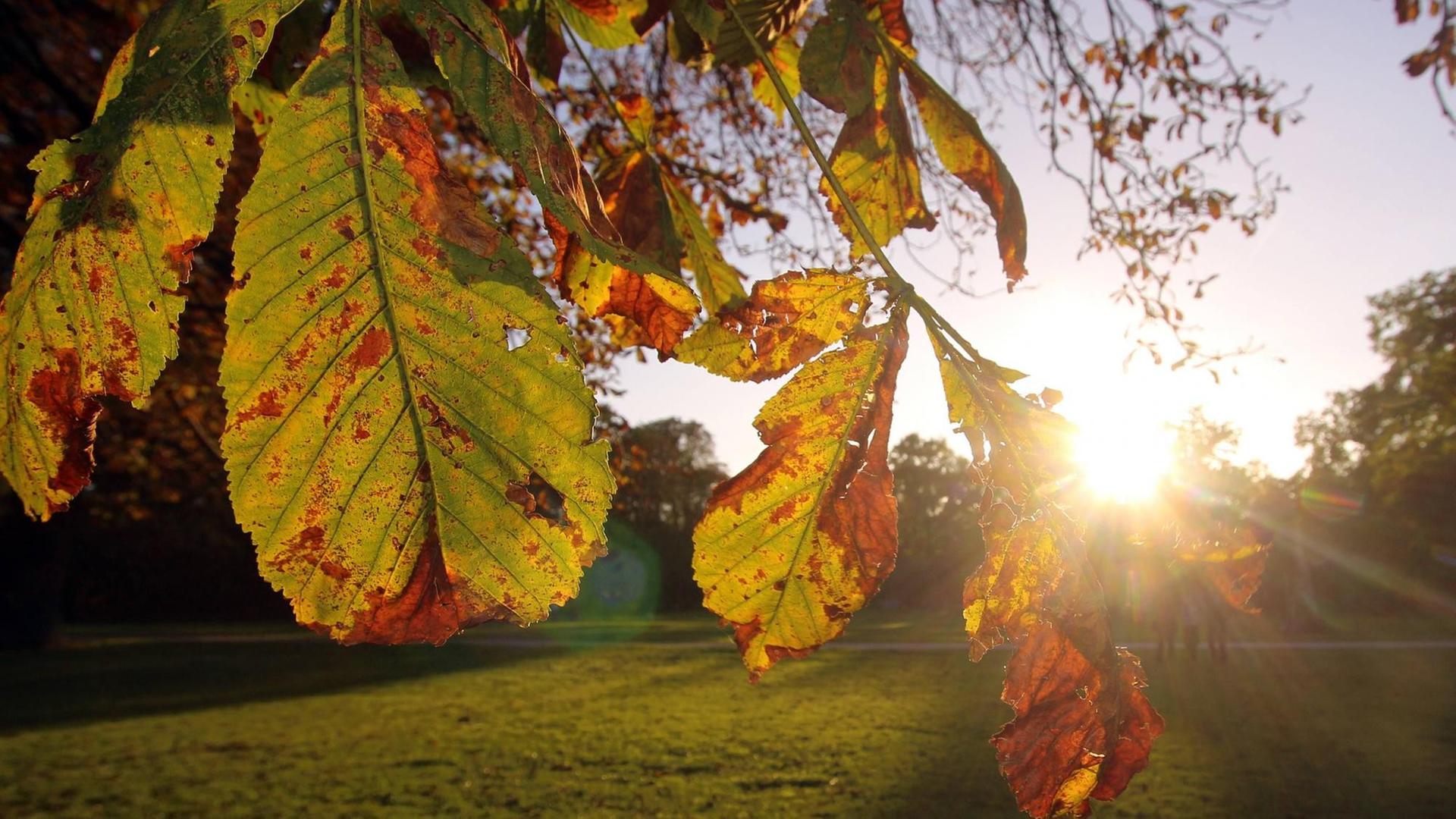 Herbstliche Blätter vor der untergehenden Sonne Herbstliche Blätter vor der untergehenden Sonne