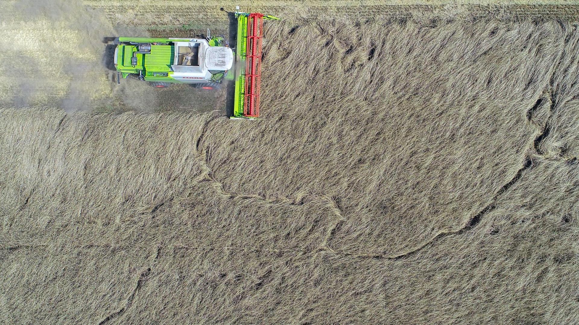 21.07.2018, Brandenburg, Worin: Ein Mähdrescher erntet Winterroggen auf einem Feld des Präsidenten des Landesbauernverbandes Brandenburg, Wendorff (Luftaufnahme mit einer Drohne). Brandenburgs Landwirte haben sich nach der wochenlangen Hitze und der andauernden Trockenheit erste Überblicke über Ernteschäden verschafft. «Unsere Befürchtungen haben sich bestätigt», sagte Wendorff. Stellenweise liege der Ertrag bei nur noch 50 Prozent eines normalen Jahres. Die Verluste auf den Äckern in der «märkischen Streusandbüchse» mit humusarmen sandigen Böden seien nach ersten Befragungen immens. 21.07.2018, Brandenburg, Worin: Ein Mähdrescher erntet Winterroggen auf einem Feld des Präsidenten des Landesbauernverbandes Brandenburg, Wendorff (Luftaufnahme mit einer Drohne). Brandenburgs Landwirte haben sich nach der wochenlangen Hitze und der andauernden Trockenheit erste Überblicke über Ernteschäden verschafft. «Unsere Befürchtungen haben sich bestätigt», sagte Wendorff. Stellenweise liege der Ertrag bei nur noch 50 Prozent eines normalen Jahres. Die Verluste auf den Äckern in der «märkischen Streusandbüchse» mit humusarmen sandigen Böden seien nach ersten Befragungen immens.