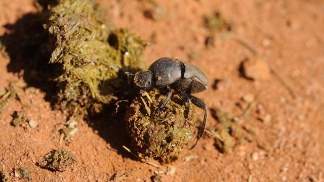 Africa Mlilwane Swaziland Dung beetle sraping feces together for a ball. PUBLICATIONxINxGERxSUIxAUTxHUNxONLY Africa Mlilwane Swaziland Dung Beetle feces Together for a Ball PUBLICATIONxINxGERxSUIxAUTxHUNxONLY