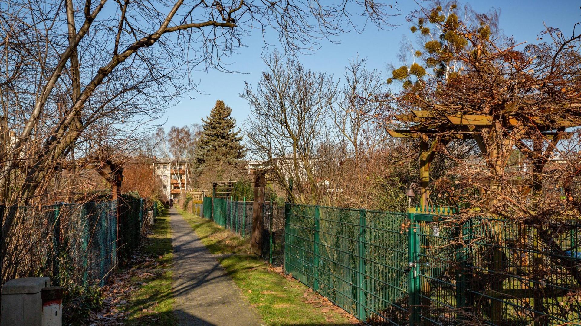Blick auf eine Kleingartenkolonie mit Weg und grünen Metallzäunen. Blick auf eine Kleingartenkolonie mit Weg und grünen Metallzäunen.