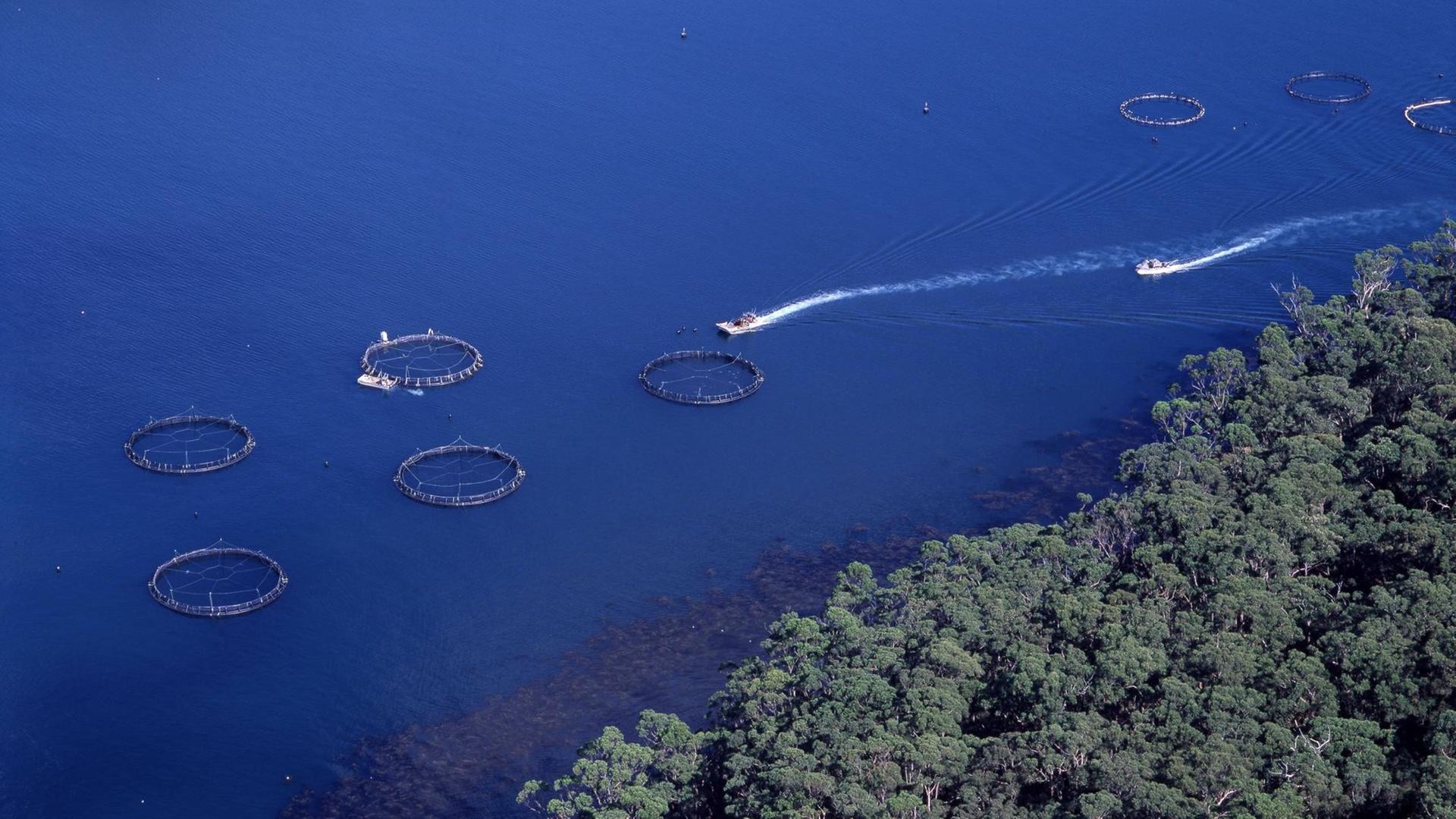 Luftbild: Lachsfarm vor der Küste von Port Arthur, Australien. Im Meer sind die kreisrunden Käfige zu sehen, in denen Lachse gezüchtet werden. Luftbild: Lachsfarm vor der Küste von Port Arthur, Australien. Im Meer sind die kreisrunden Käfige zu sehen, in denen Lachse gezüchtet werden.
