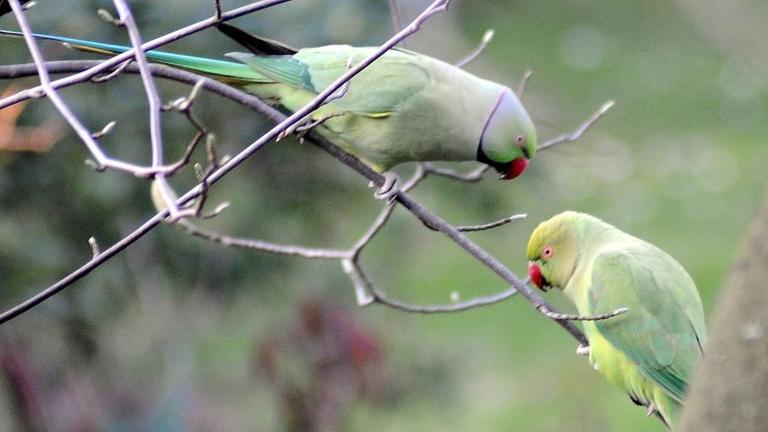 Zwei grüne Papageien im Baum