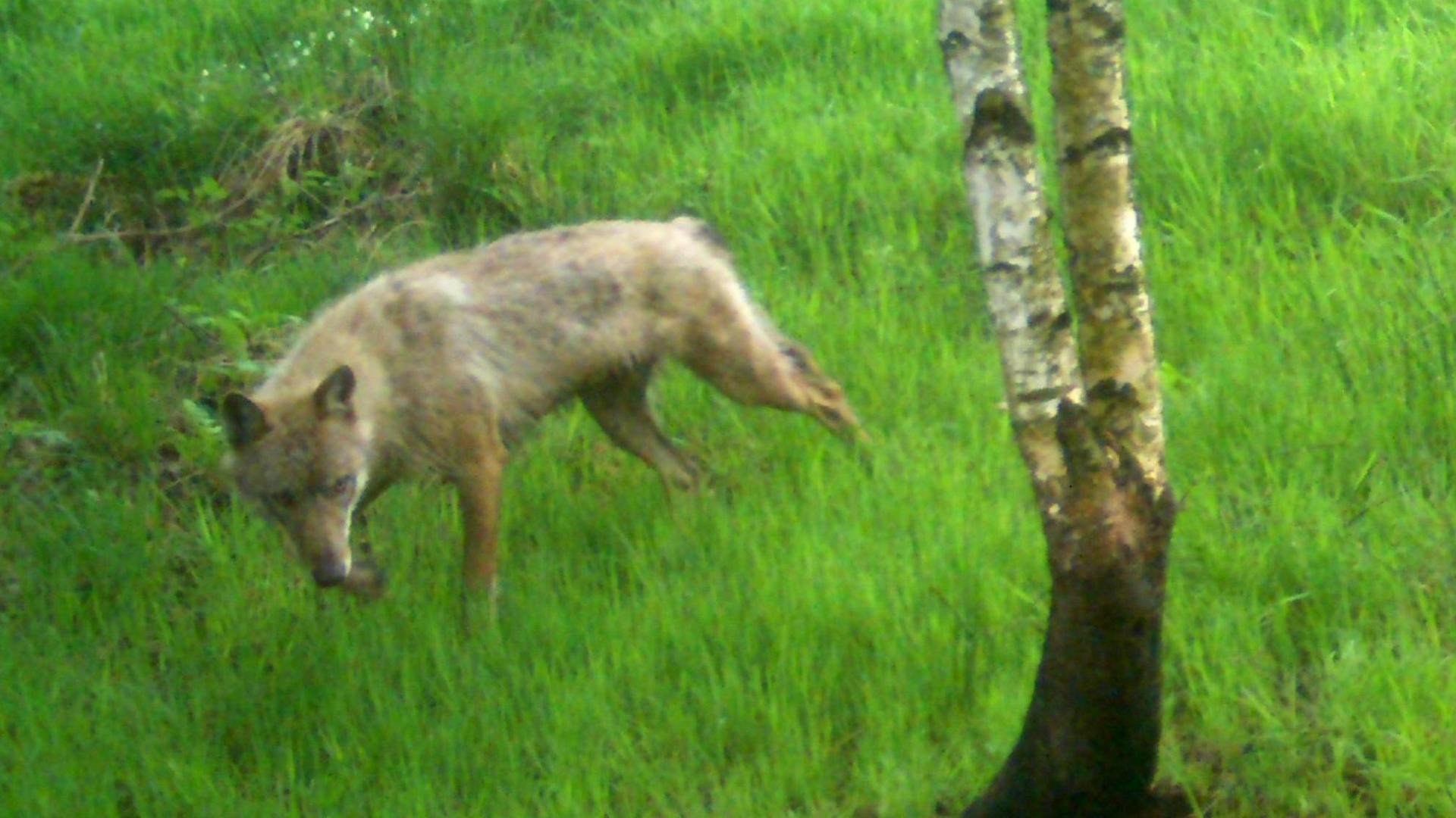 Das von einer Fotofalle aufgenommene Bild zeigt einen Wolf bei Geltorf in Schleswig-Holstein.