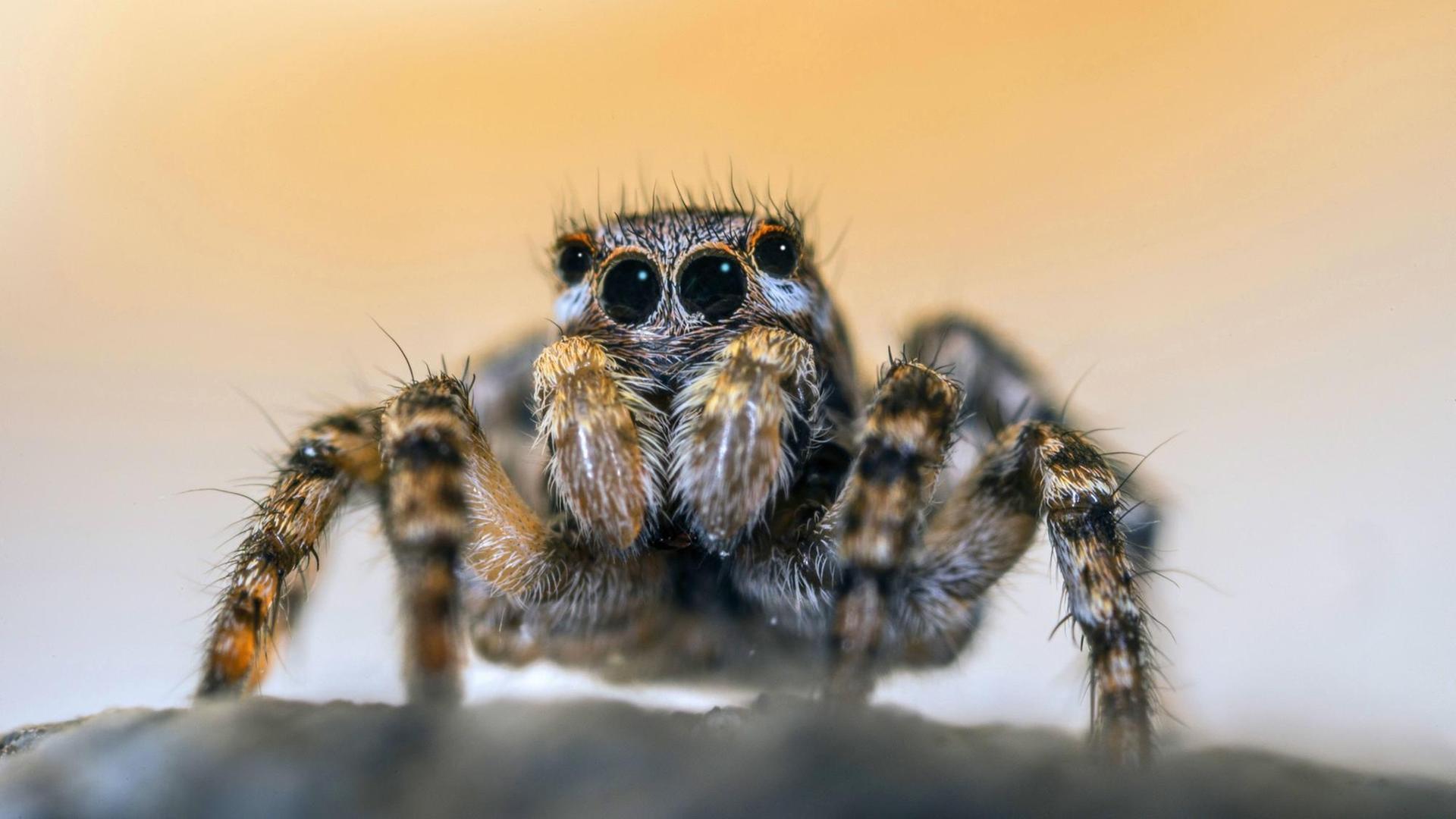 Eine Springspinne blickt mit ihren schwarzen Augen direkt in die Kamera. Eine Springspinne blickt mit ihren schwarzen Augen direkt in die Kamera.