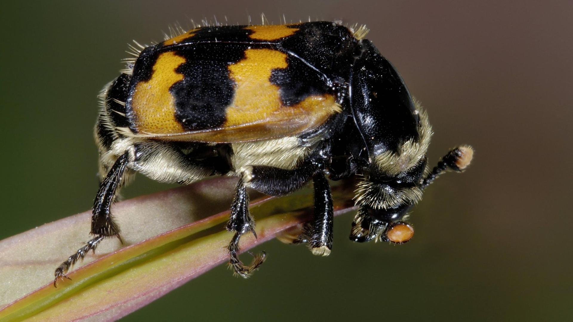 Der gemeine Totengräberkäfer sitzt auf einem Blatt. Der gemeine Totengräberkäfer sitzt auf einem Blatt.