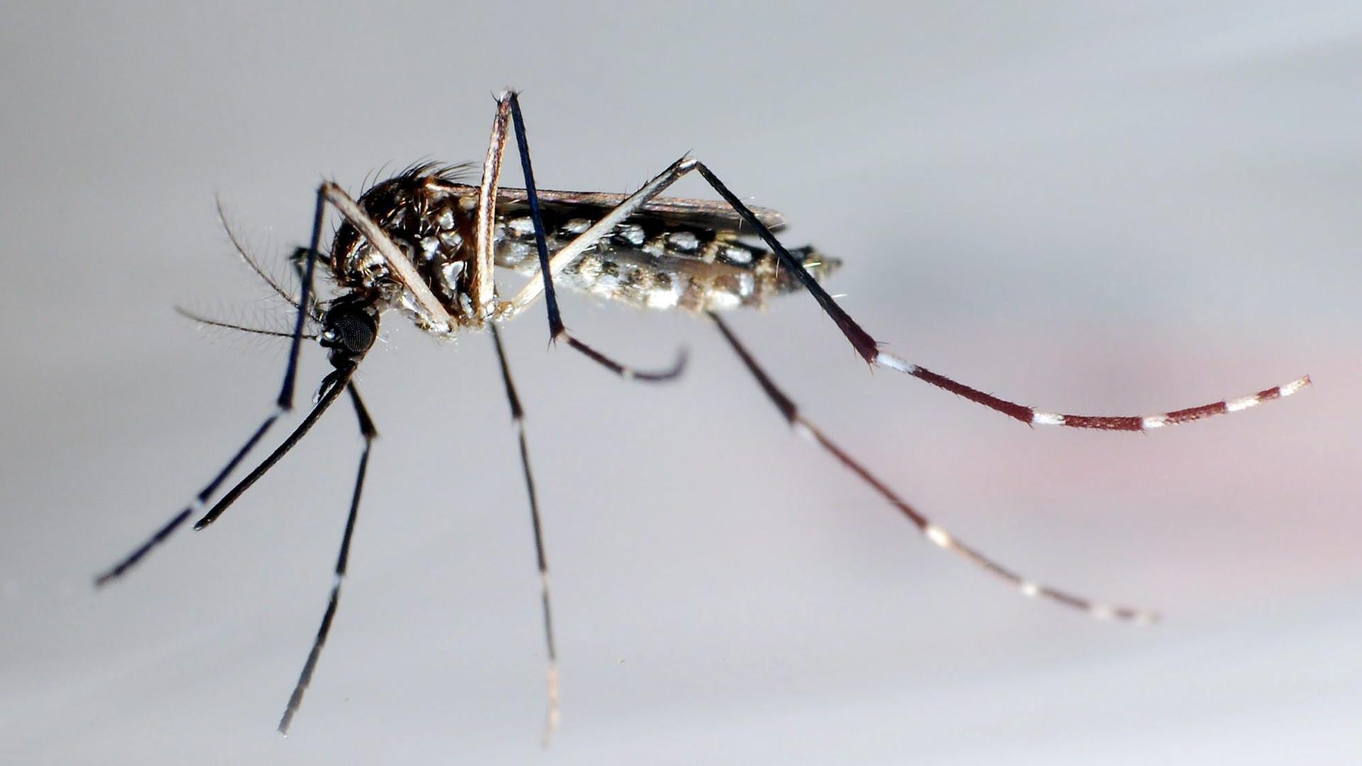 Eine Stechmücke der Art Aedes aegypti Eine Stechmücke der Art Aedes aegypti
