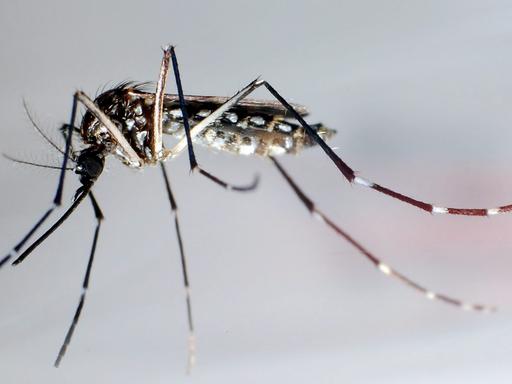 Eine Stechmücke der Art Aedes aegypti