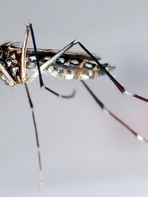 Eine Stechmücke der Art Aedes aegypti