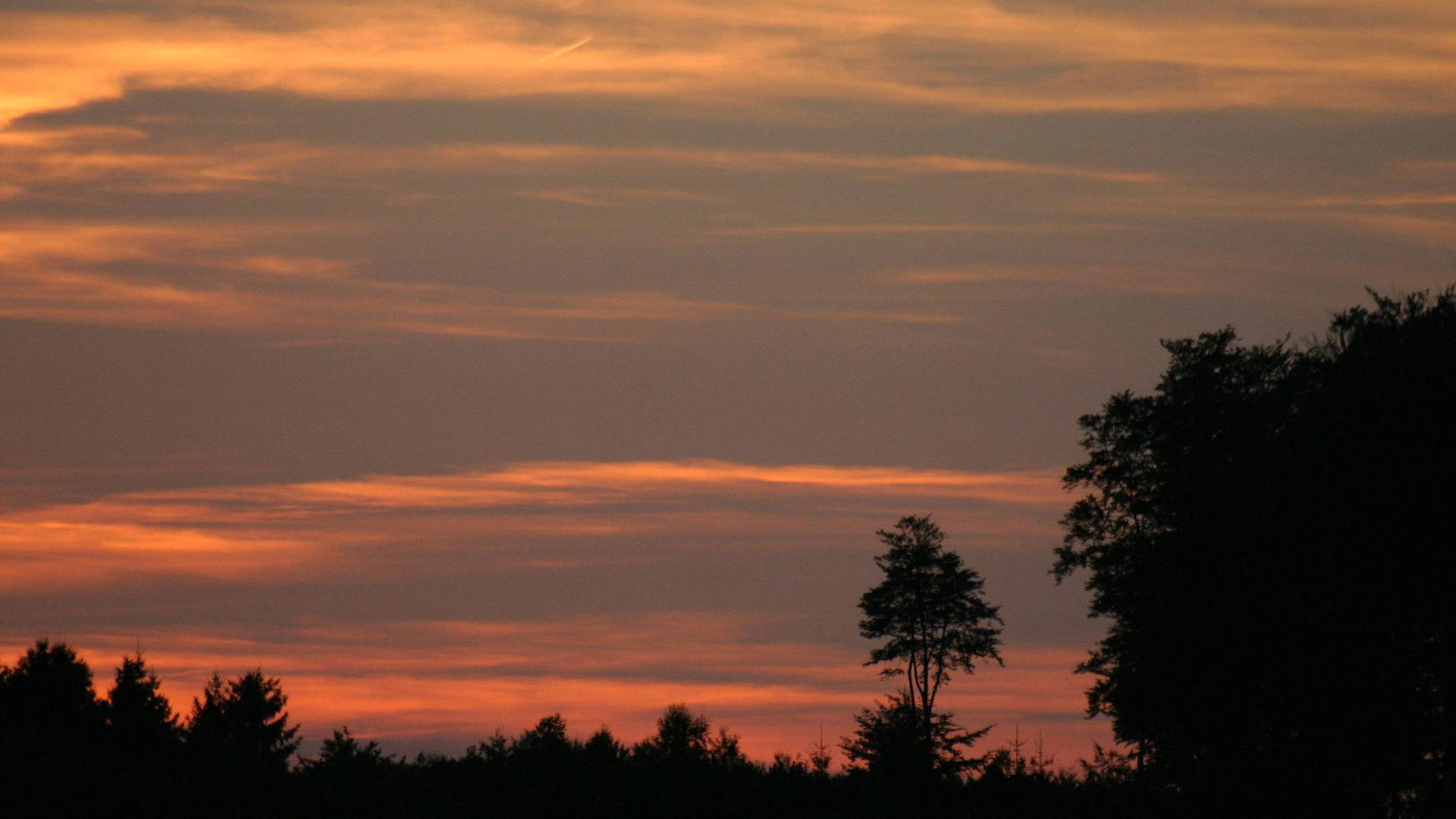 Einbruch der Nacht an einem Waldrand Einbruch der Nacht an einem Waldrand