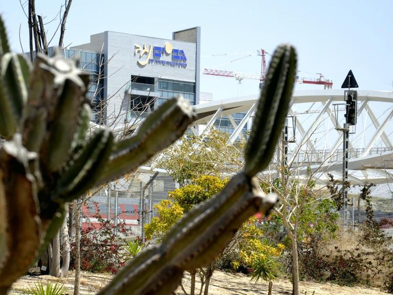 Kakteen ragen ins Bild. Im Hintergrund sind die Hochhäuser des Technologieparks von Be'er Scheva zu sehen.