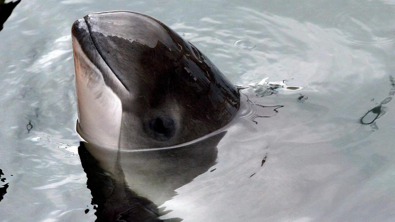 ARCHIV - Ein Schweinswal schwimmt am 31.07.2004 im Fjord-Belt-Sealand im dänischen Kerteminde. Rund 250 000 Schweinswale leben in der Nordsee, und mit etwas Glück lassen sich demnächst viele Tiere an der Küste bei Wilhelmshaven beobachten.