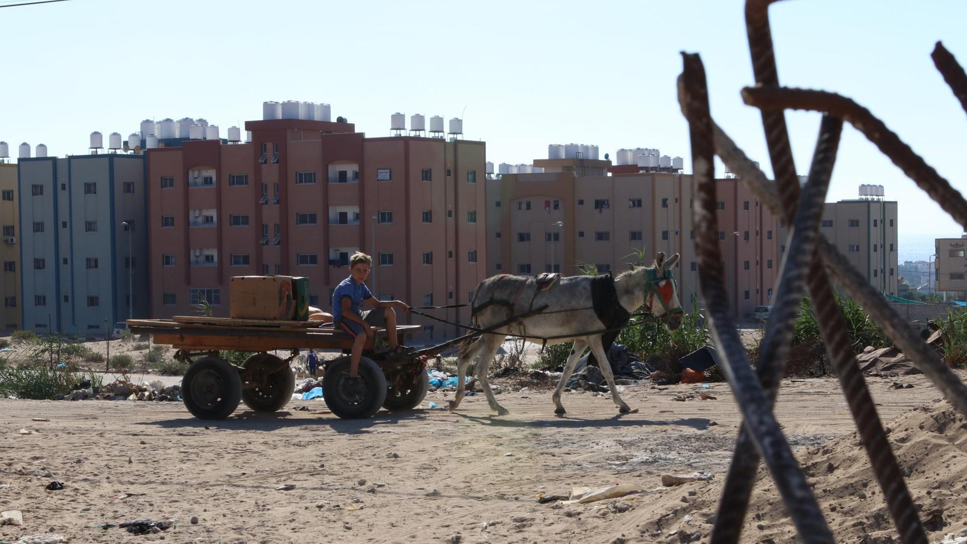 Benzin ist knapp in Gaza. Deswegen werden Lasten oft mit Maultieren transportiert Benzin ist knapp in Gaza. Deswegen werden Lasten oft mit Maultieren transportiert