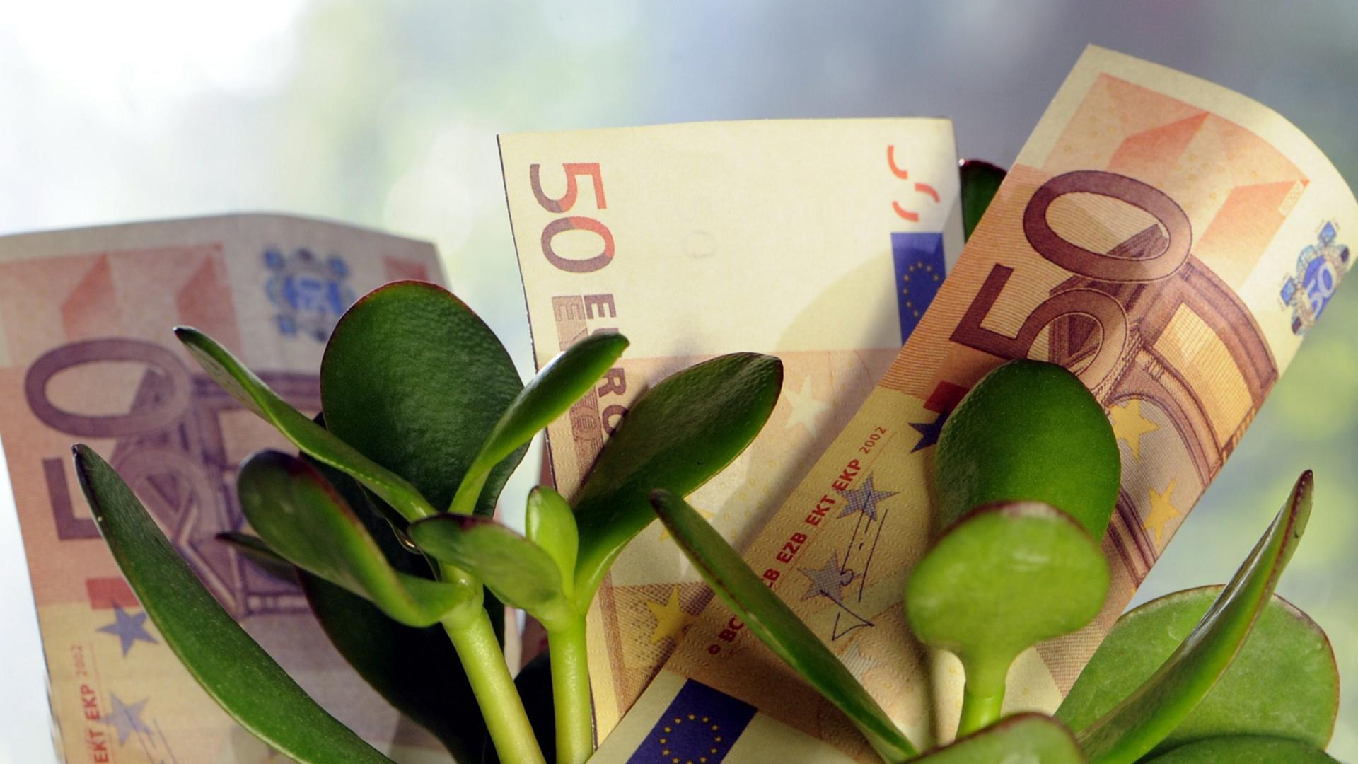 Einige 50-Euro-Steine stecken in einem Blumentopf mit einer Sukkulente Einige 50-Euro-Steine stecken in einem Blumentopf mit einer Sukkulente