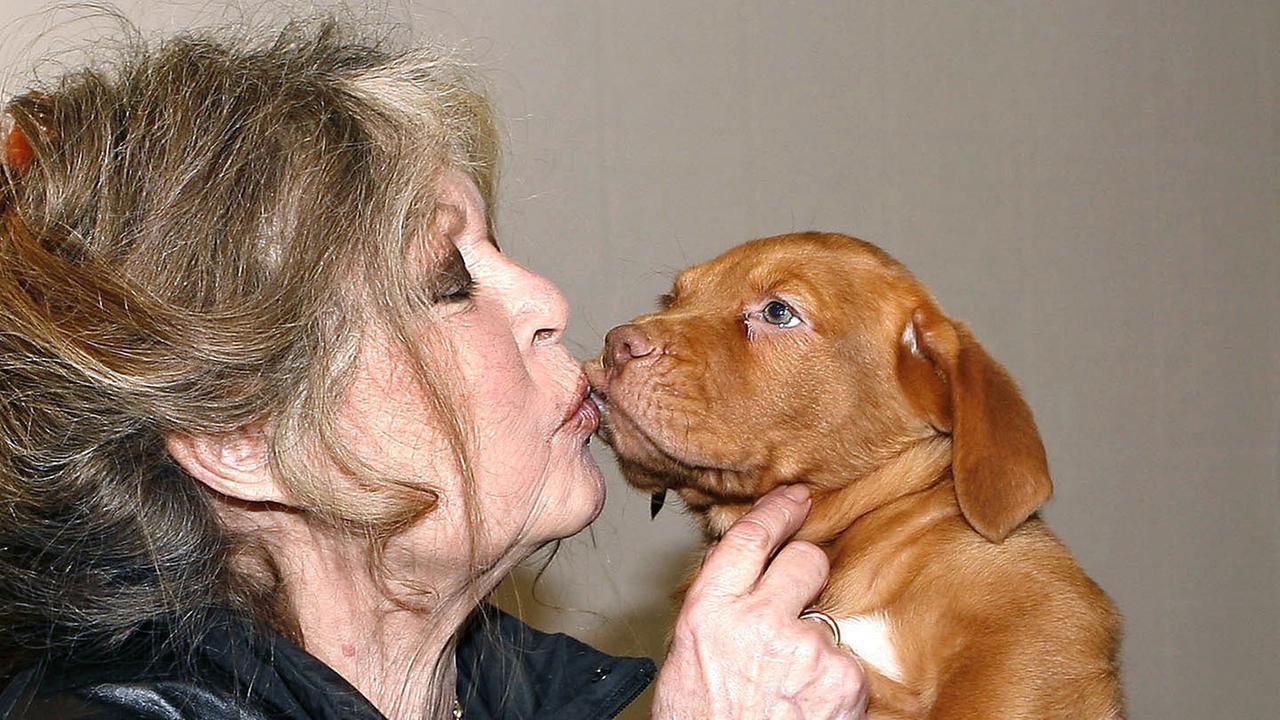 Die Filmlegende Brigitte Bardot liebt Hunde und engagiert sich seit Jahrzehnten für den Tierschutz.