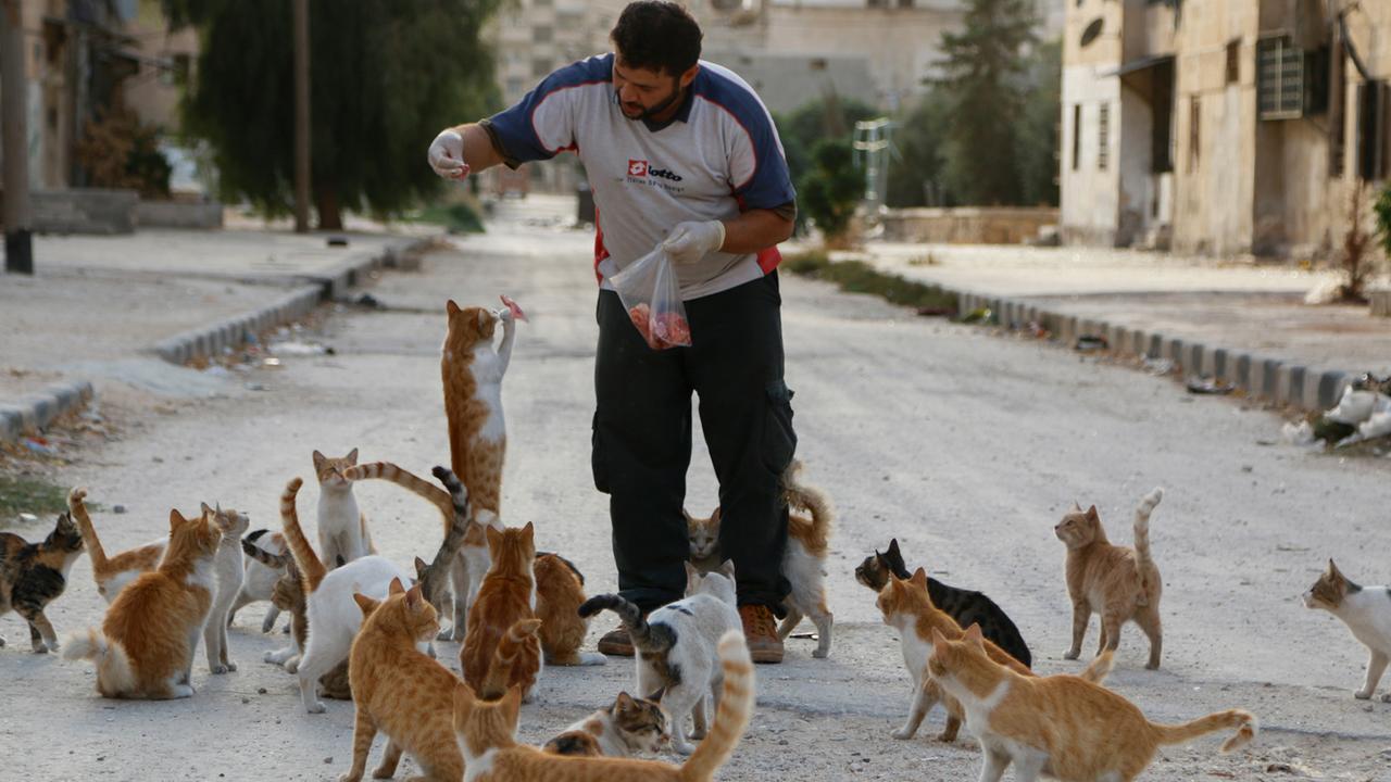 Alaa, ein Krankenwagenfahrer, füttert Katzen in Aleppo.
Alaa, ein Krankenwagenfahrer, füttert Katzen in Aleppo.