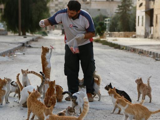 Ein Mann füttert Katzen in Aleppo: Foto aus dem Band "Yalla Habibi – Living with War in Aleppo" von Hosam Katan.