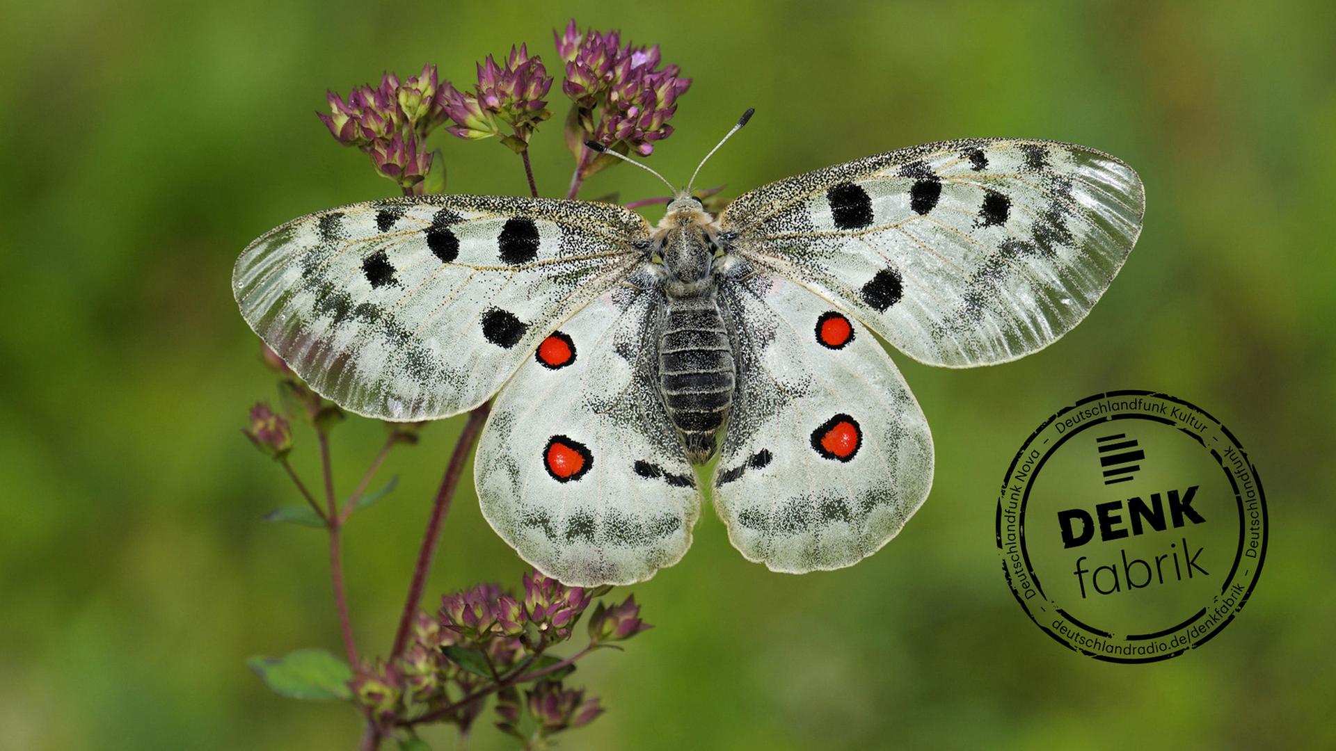 Ein Apollofalter, Parnassius apollo, sitzt mit ausgebreiteten Flügeln, schwarze und rote Punkte auf weißem Grund, auf einer Blüte. Ein Apollofalter, Parnassius apollo, sitzt mit ausgebreiteten Flügeln, schwarze und rote Punkte auf weißem Grund, auf einer Blüte.