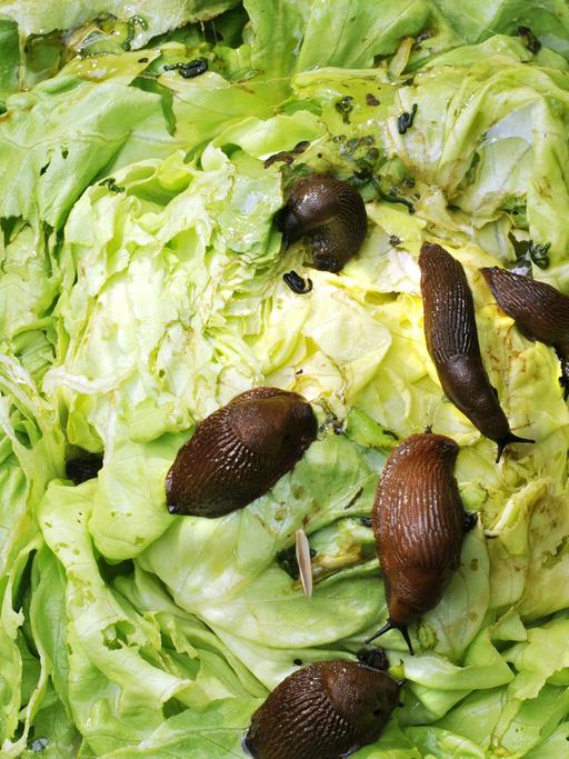 An einem Salatkopf in einem Garten sitzen viele Nacktschnecken, die feuchte Witterung lockt wieder viele Schnecken hervor.