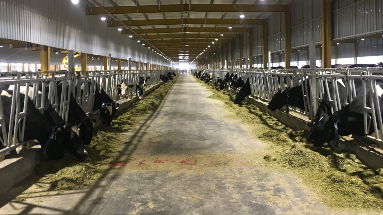 Kühe schwarz-weiß in langen Stallreihen