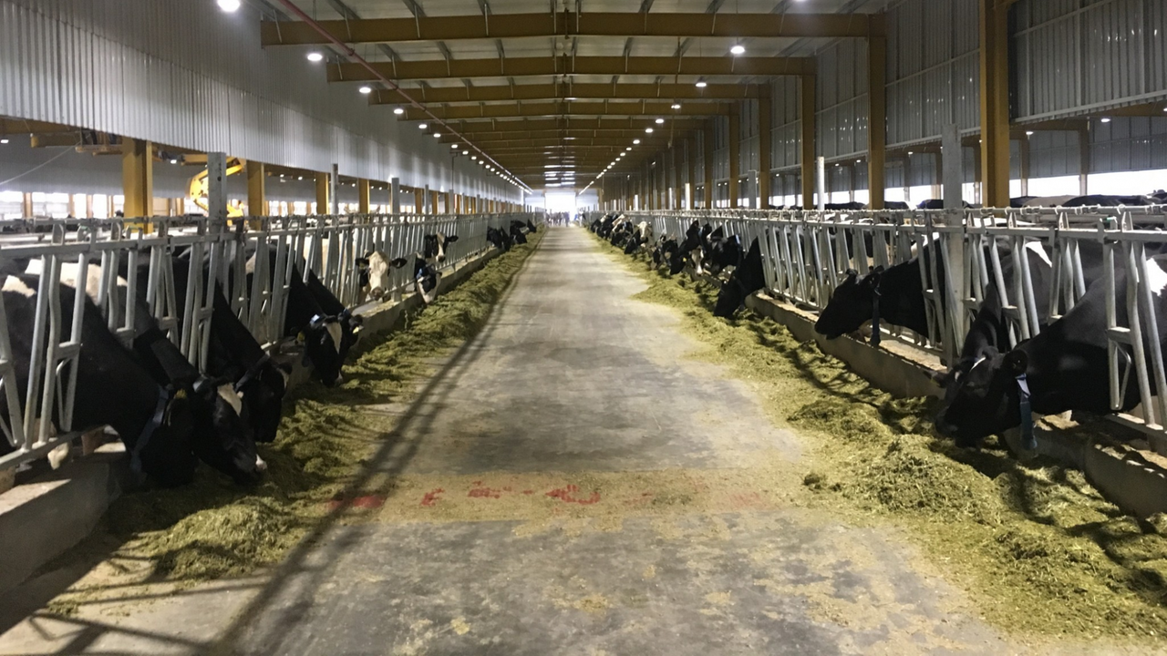 Kühe schwarz-weiß in langen Stallreihen Kühe schwarz-weiß in langen Stallreihen