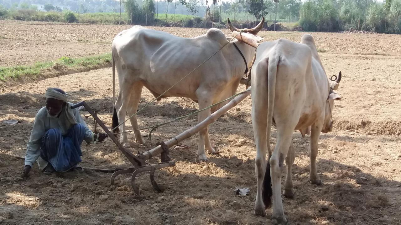 Indischer Bauer mit seinem Holzpflug und Rindern auf einem Feld