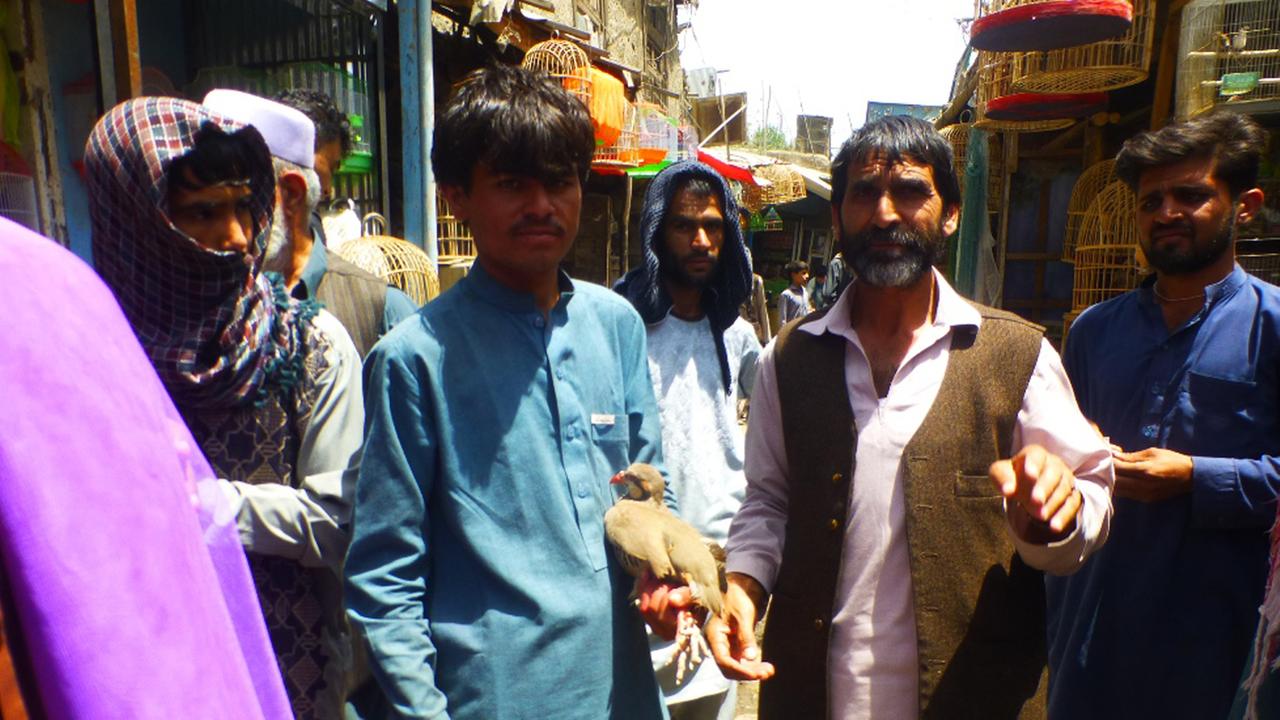 Auf dem Vogelmarkt von Kabul präsentieren Verkäufer Rebhühner, die auch bei Vogelkämpfen eingesetzt werden. Auf dem Vogelmarkt von Kabul präsentieren Verkäufer Rebhühner, die auch bei Vogelkämpfen eingesetzt werden.