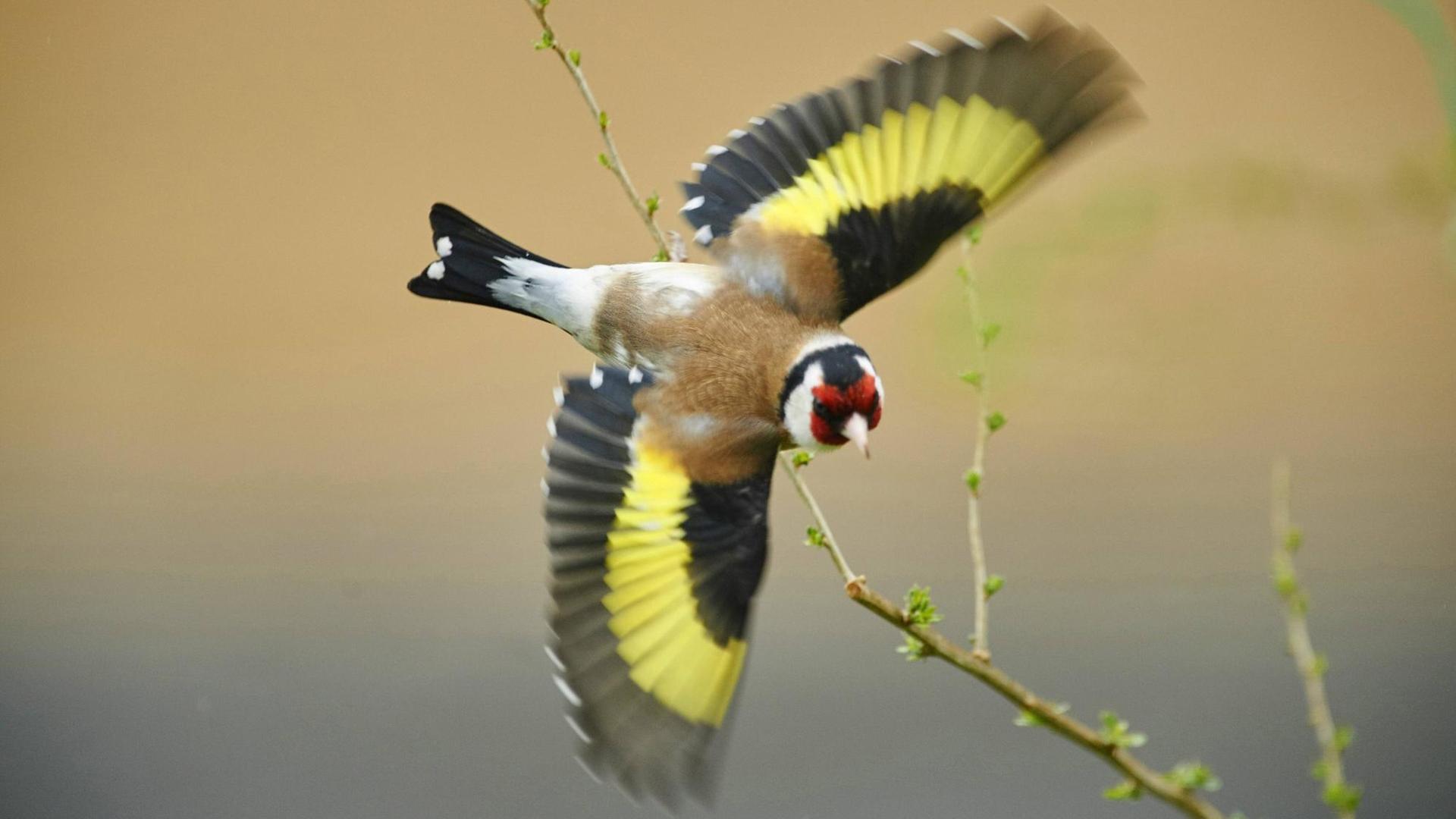 Ein Stieglitz (Carduelis carduelis), auch Distelfink genannt, im Flug. Ein Stieglitz (Carduelis carduelis), auch Distelfink genannt, im Flug.