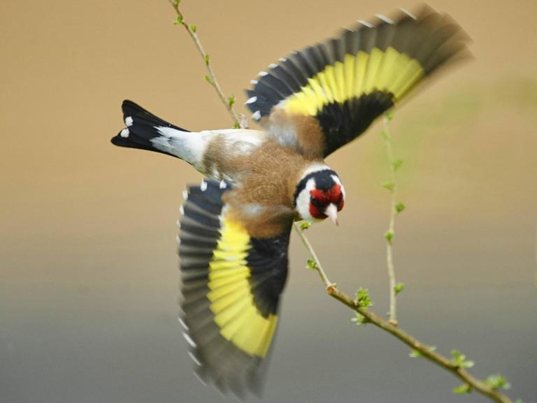 Ein Stieglitz (Carduelis carduelis), auch Distelfink genannt, im Flug.