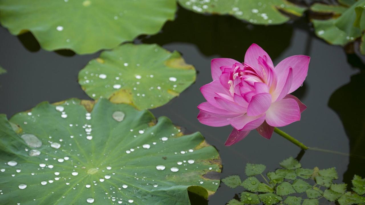 Eine Lotusblume in Nantong, China - neben der farbenprächtigen Blüte ist auf dem Blatt auch der Lotus-Effekt zu sehen - Wassertropfen perlen ab