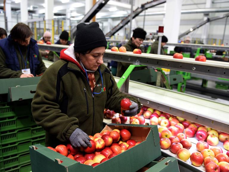 Eine Arbeiterin prüft die Qualität von Äpfeln in einer polnischen Obst-Fabrik in Regnow am 26.04.2014.
