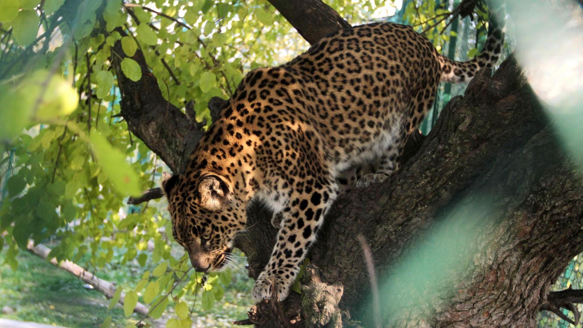 Leopard im Baum im Dachigam-Nationalpark, Indien.