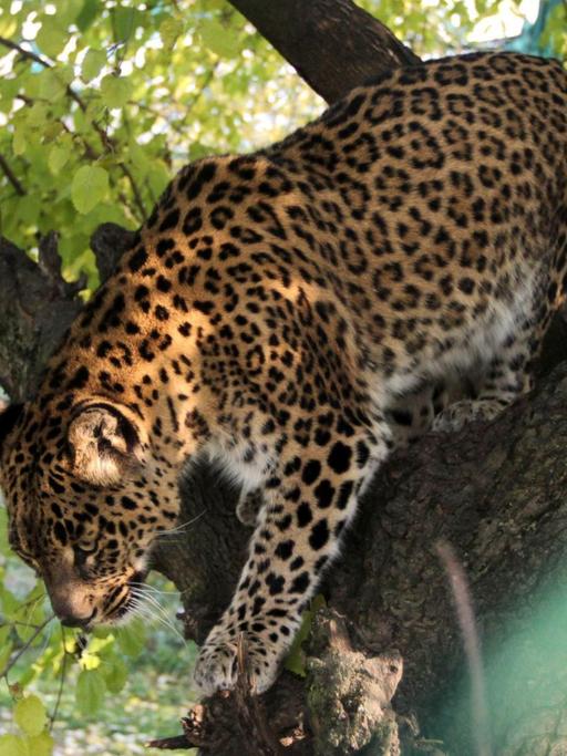 Leopard im Baum im Dachigam-Nationalpark, Indien.