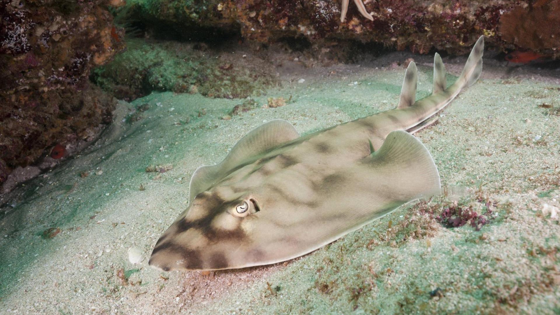 Ein Gitarrenrochen im Cabo Pulmo Nationalpark, Baja California Sur, Mexiko. Ein Gitarrenrochen im Cabo Pulmo Nationalpark, Baja California Sur, Mexiko.