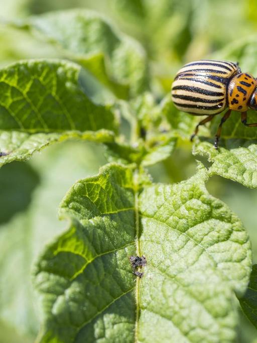 Ein Kartoffelkäfer sitzt auf dem Blatt einer Kartoffelpflanze.