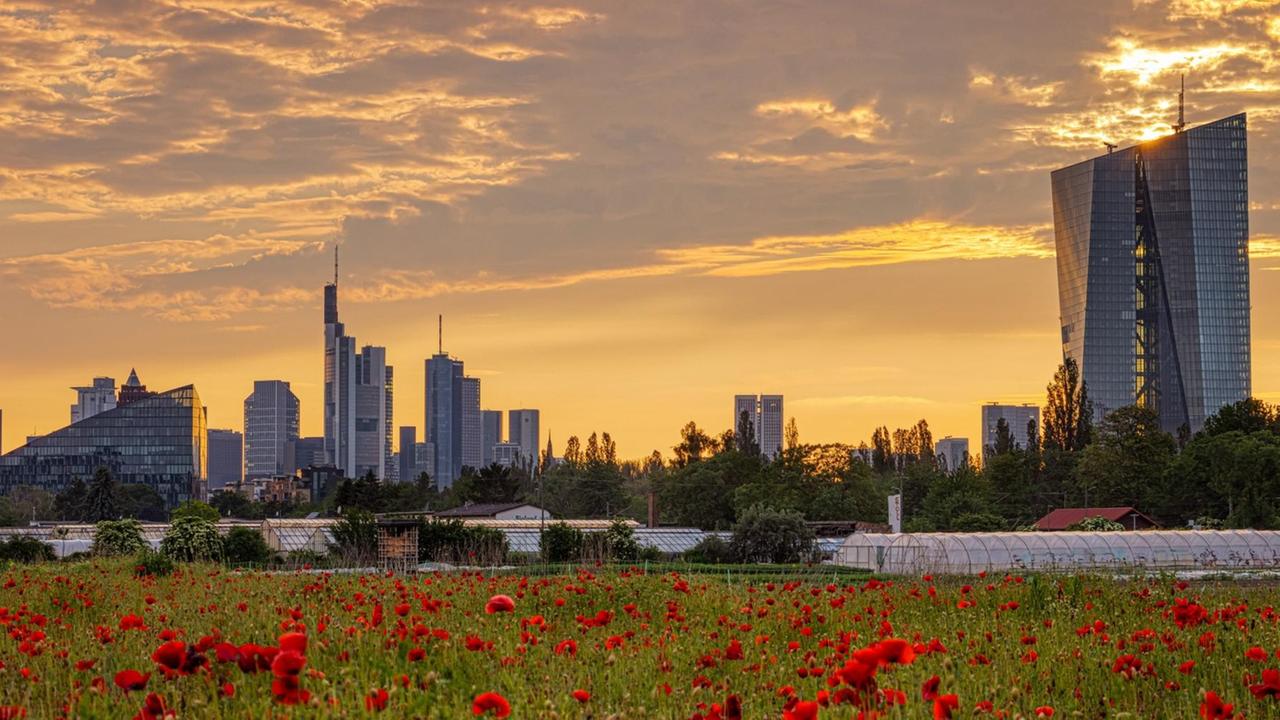 Vor der Frankfurter Skyline steht ein Mohnblumenfeld, rechts ist das Hochhaus der Europäischen Zentralbank zu sehen Vor der Frankfurter Skyline steht ein Mohnblumenfeld, rechts ist das Hochhaus der Europäischen Zentralbank zu sehen