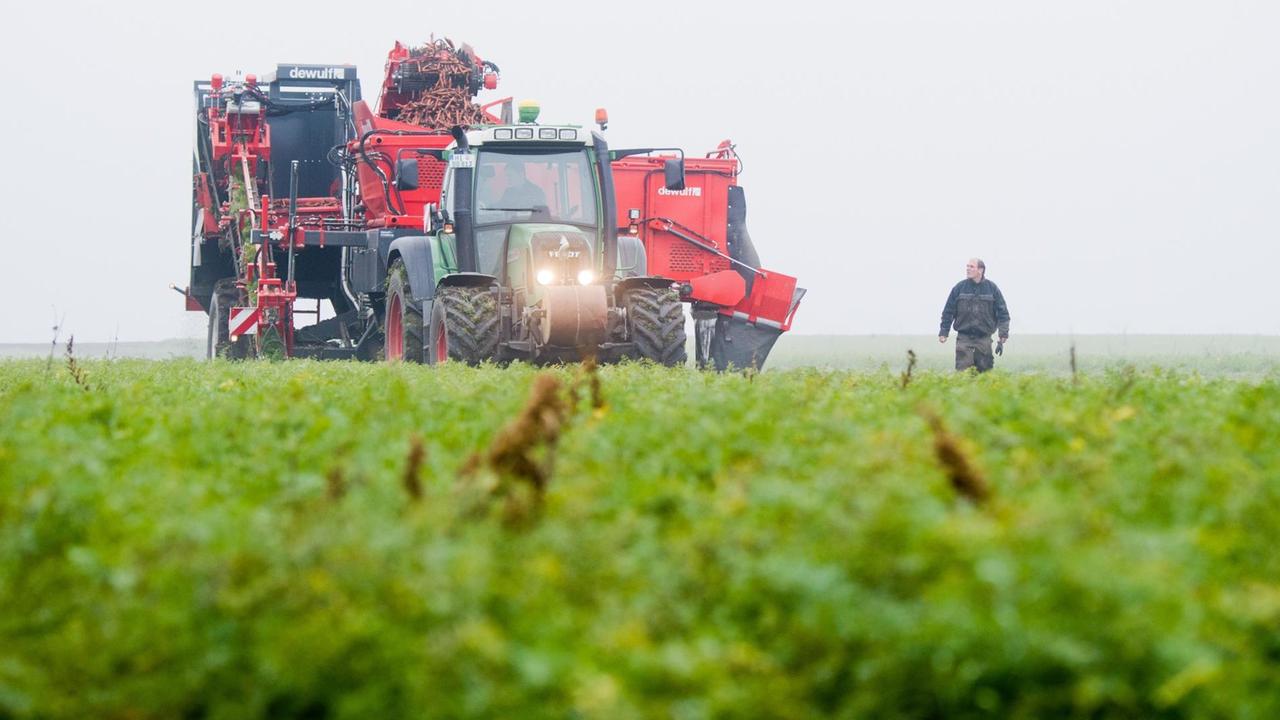 Ein Landwirt der BioBoerdeLand Gbr erntet am 24.10.2016 Bio-Möhren auf einem Feld bei Algermissen im Landkreis Hildesheim. Ein Landwirt der BioBoerdeLand Gbr erntet am 24.10.2016 Bio-Möhren auf einem Feld bei Algermissen im Landkreis Hildesheim.