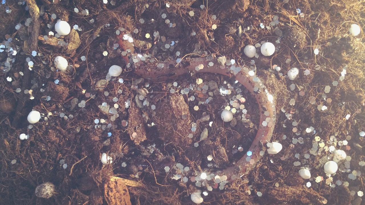 Ein Regenwurm schlängelt sich durch Mikroplastik.
