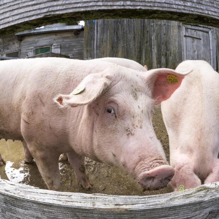 Schweine in einem Biomastbetrieb in Vorarlberg, Österreich. Zwei Schweine sind in einem Draußen-Gehege untergebracht. Eines schaut durch den Zaun.