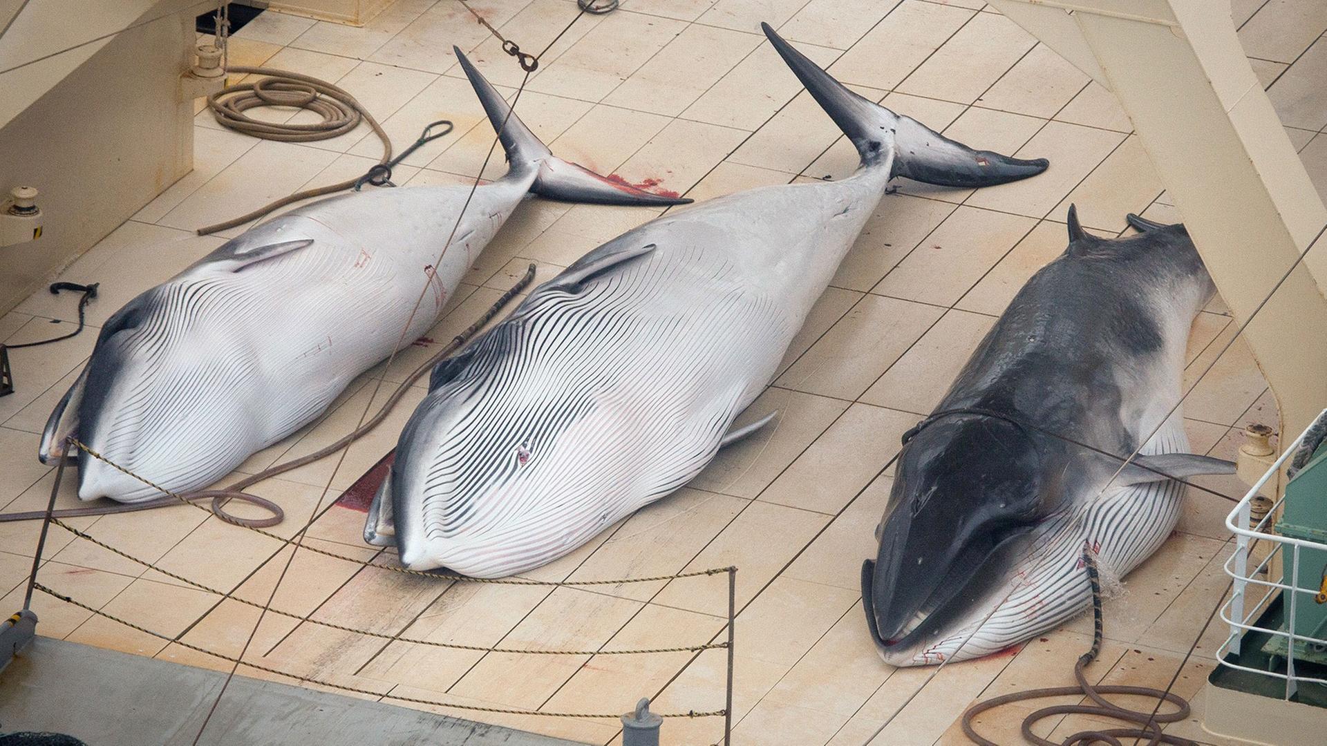 Drei getötete Wale auf dem japanischen Fabrikschiff Nisshin Maru im Januar 2014. Drei getötete Wale auf dem japanischen Fabrikschiff Nisshin Maru im Januar 2014.