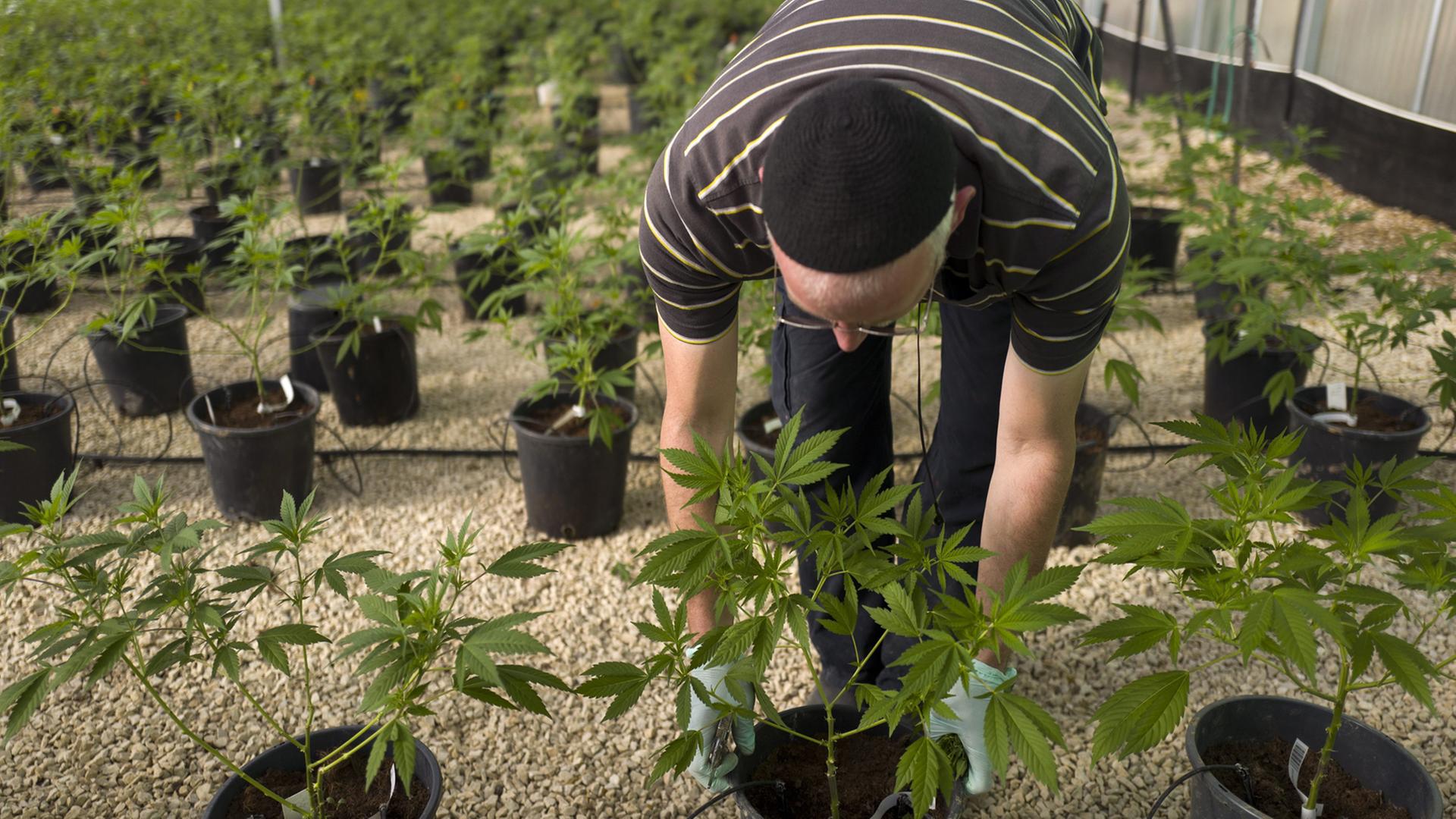 Ein Arbeiter in einer Cannabis-Plantage der israelischen Firma Tikun Olam. Ein Arbeiter in einer Cannabis-Plantage der israelischen Firma Tikun Olam.