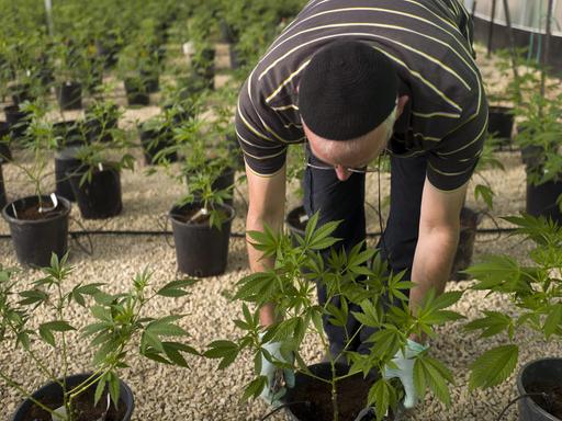 Ein Arbeiter in einer Cannabis-Plantage der israelischen Firma Tikun Olam.