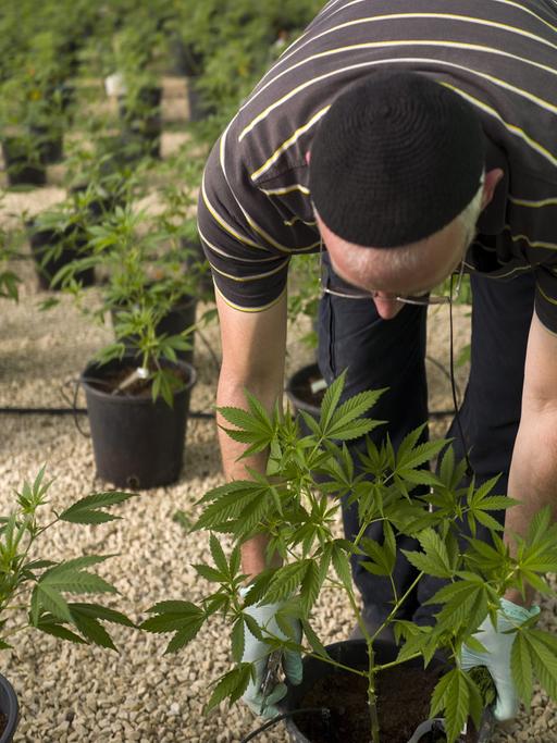 Ein Arbeiter in einer Cannabis-Plantage der israelischen Firma Tikun Olam.