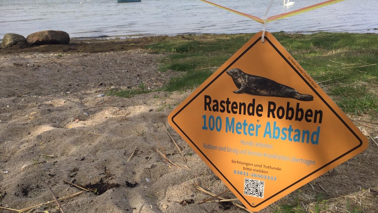 Ein Hinweischild hängt an einem Ostseestand. Daruf steht "Rastende Robben. 100 Meter Abstand."