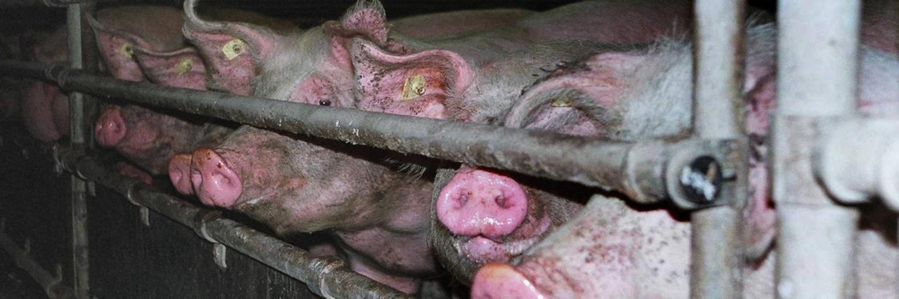 Mehrere Schweine schauen dicht an dicht durch die Gitterstäbe eines Mastkäfigs.
