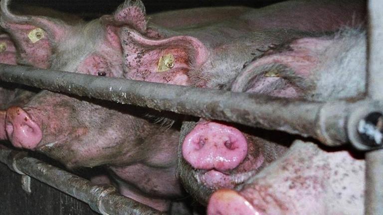 Tierschutz - Vorwürfe gegen Schweinemastbetriebe - Ermittlungen und Kontrollen