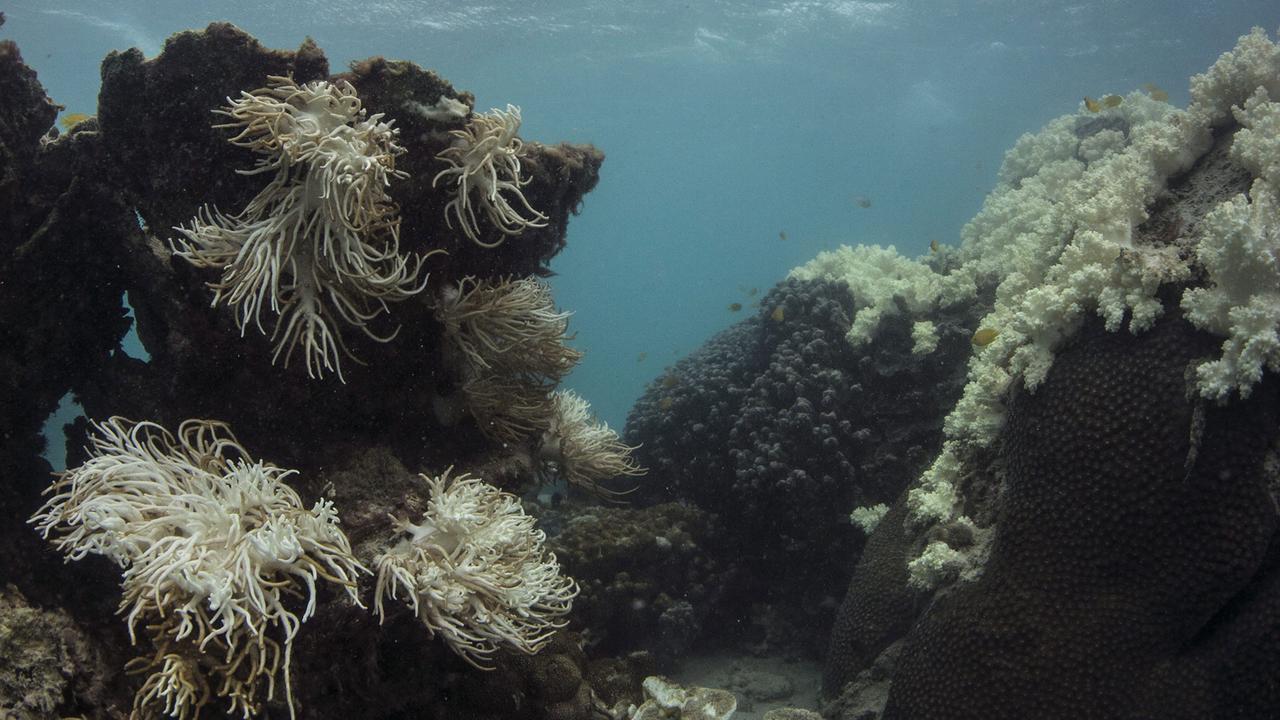 Great Barrier Reef, Auswirkungen des "Bleaching" Great Barrier Reef, Auswirkungen des "Bleaching"