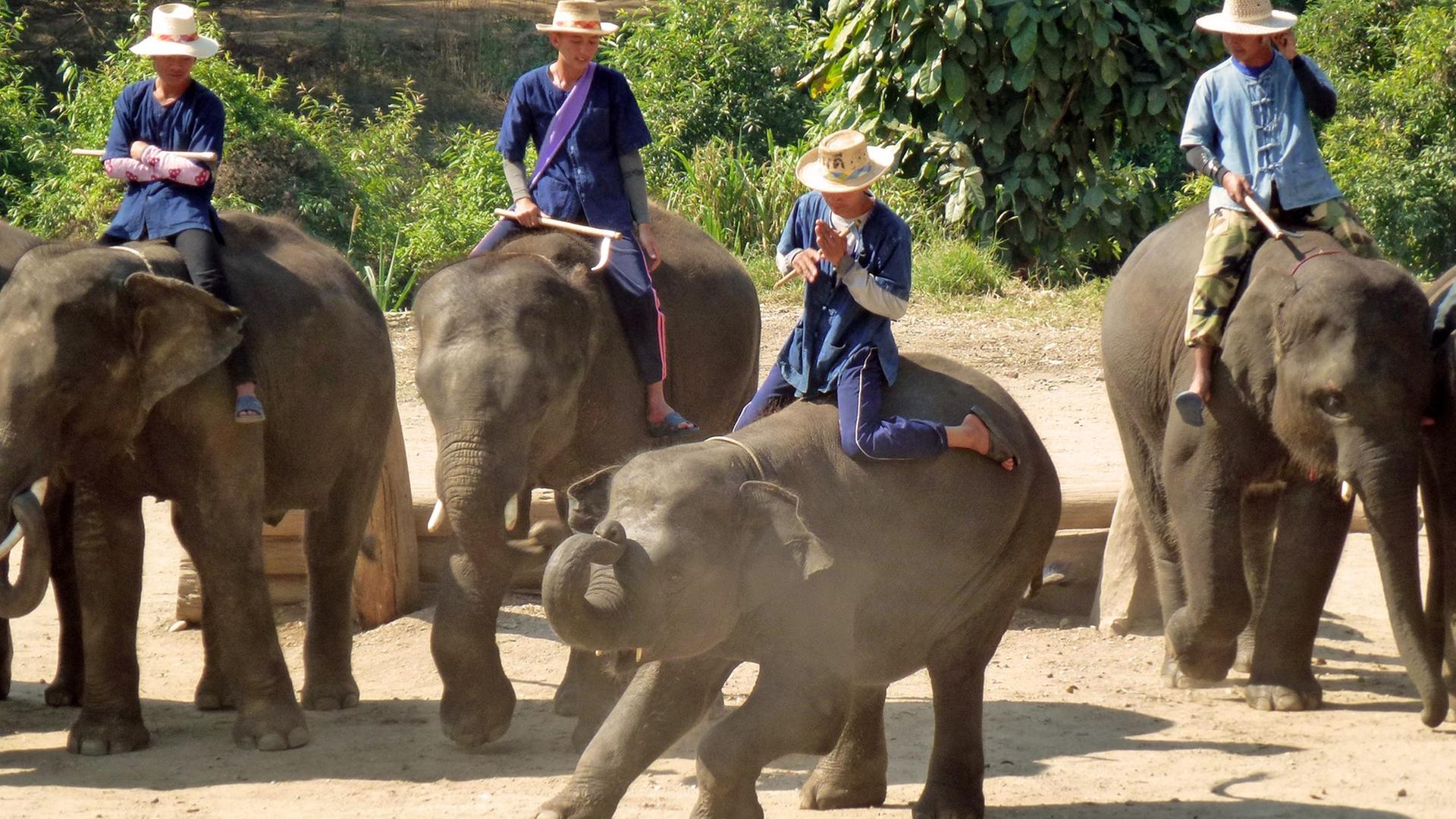 Mahuts (Elefantenführer) geben mit ihren Elefanten am 27.02.2015 eine Show im Maetang Elephant Park in Chiang Mai. Mahuts (Elefantenführer) geben mit ihren Elefanten am 27.02.2015 eine Show im Maetang Elephant Park in Chiang Mai.
