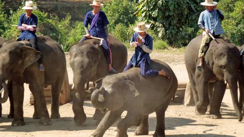 Mahuts (Elefantenführer) geben mit ihren Elefanten am 27.02.2015 eine Show im Maetang Elephant Park in Chiang Mai.